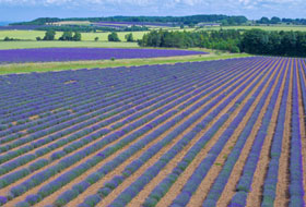 Lavender
